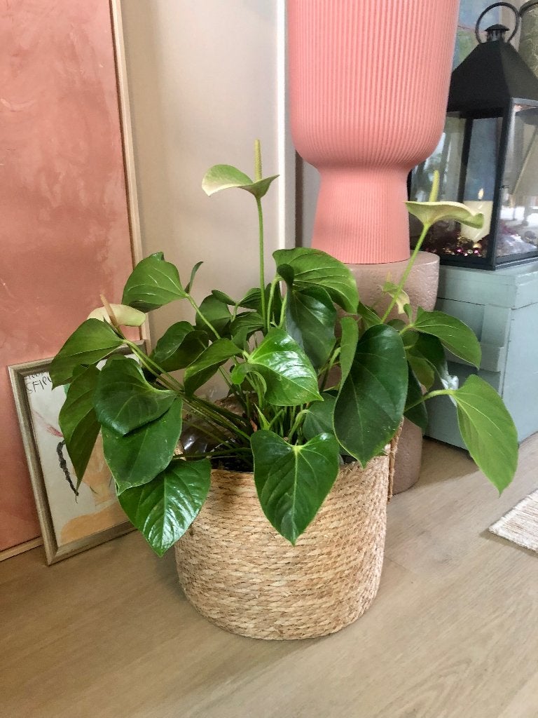 Grote Anthuriumplant in rieten pot, Overige soorten, In pot, Minder dan 100 cm, Bloeiende kamerplant