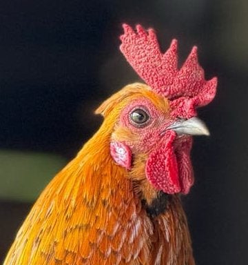 ALLEEN AFHALEN  prachtig  krielhaantje, raszuivere Wyandotte, Dieren en Toebehoren, Mannelijk, Kip