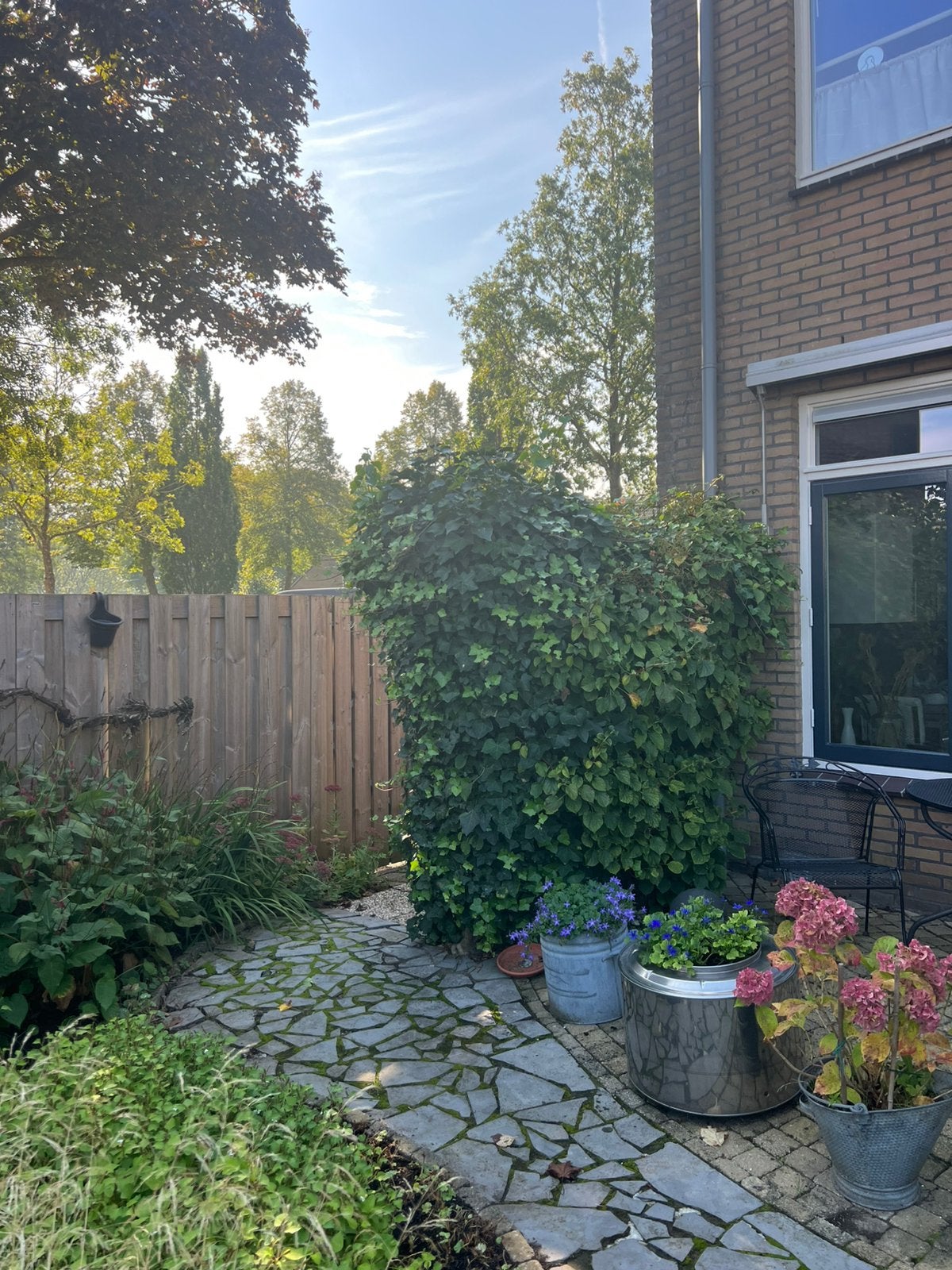 Hovenier/Heggen snoeien hovenier omstreken zuid holland, Ophalen, Volle zon, Overige soorten, Minder dan 100 cm