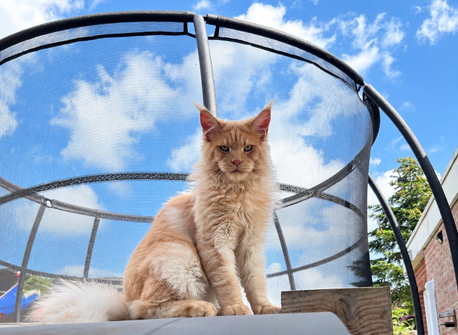 Interessepeiling dekkater Maine Coon, Dieren en Toebehoren
