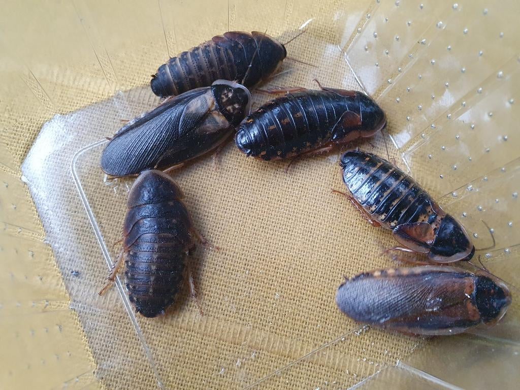 Kakkerlakken, blaptica dubia, Dieren en Toebehoren, Insecten en Spinnen, Sprinkhaan of Krekel