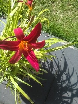 DIVERSE POTTEN DAGLELIE Hemerocallis, Tuin en Terras, Planten | Tuinplanten, Ophalen of Verzenden, Vaste plant, Overige soorten