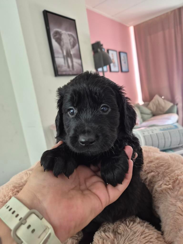 Goldador pups (Labrador x Golden retriever), Dieren en Toebehoren, Honden | Retrievers, Spaniëls en Waterhonden, Overige rassen