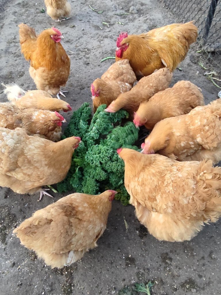 pluimvee, Dieren en Toebehoren, Mannelijk, Kip