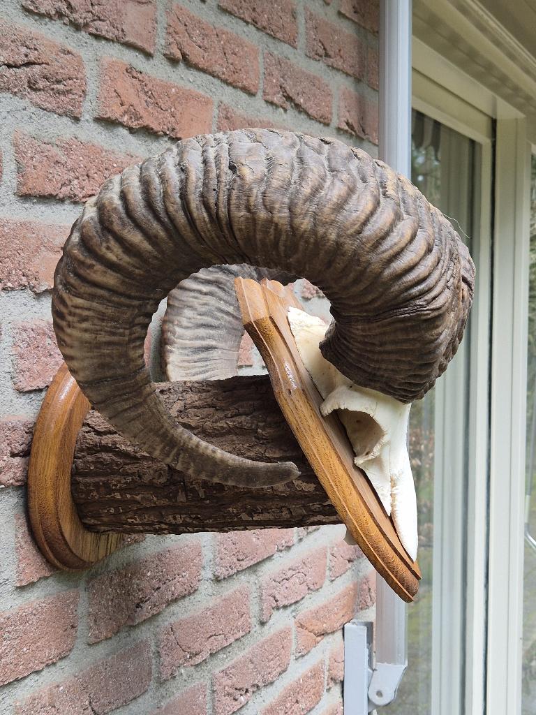 Prachtige Grote Moeflon Schedel Met Hoorns Jacht Mancave g58, Ophalen of Verzenden, Gebruikt, Wild dier, Schedel