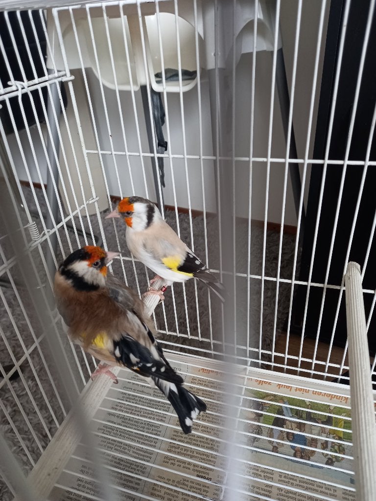 MAJOOR PUTERS, Dieren en Toebehoren, Meerdere dieren, Wildzangvogel, Geringd
