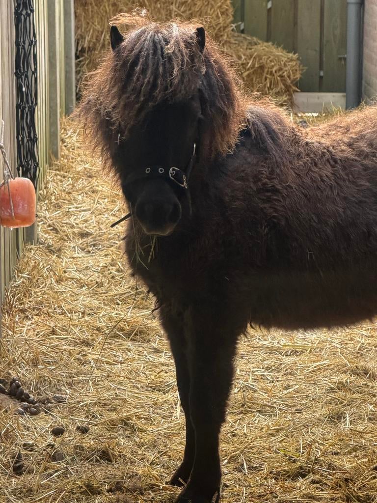 Jaarlinger hengst, Dieren en Toebehoren, Paarden, Minder dan 160 cm, Hengst, Recreatiepaard, Gechipt