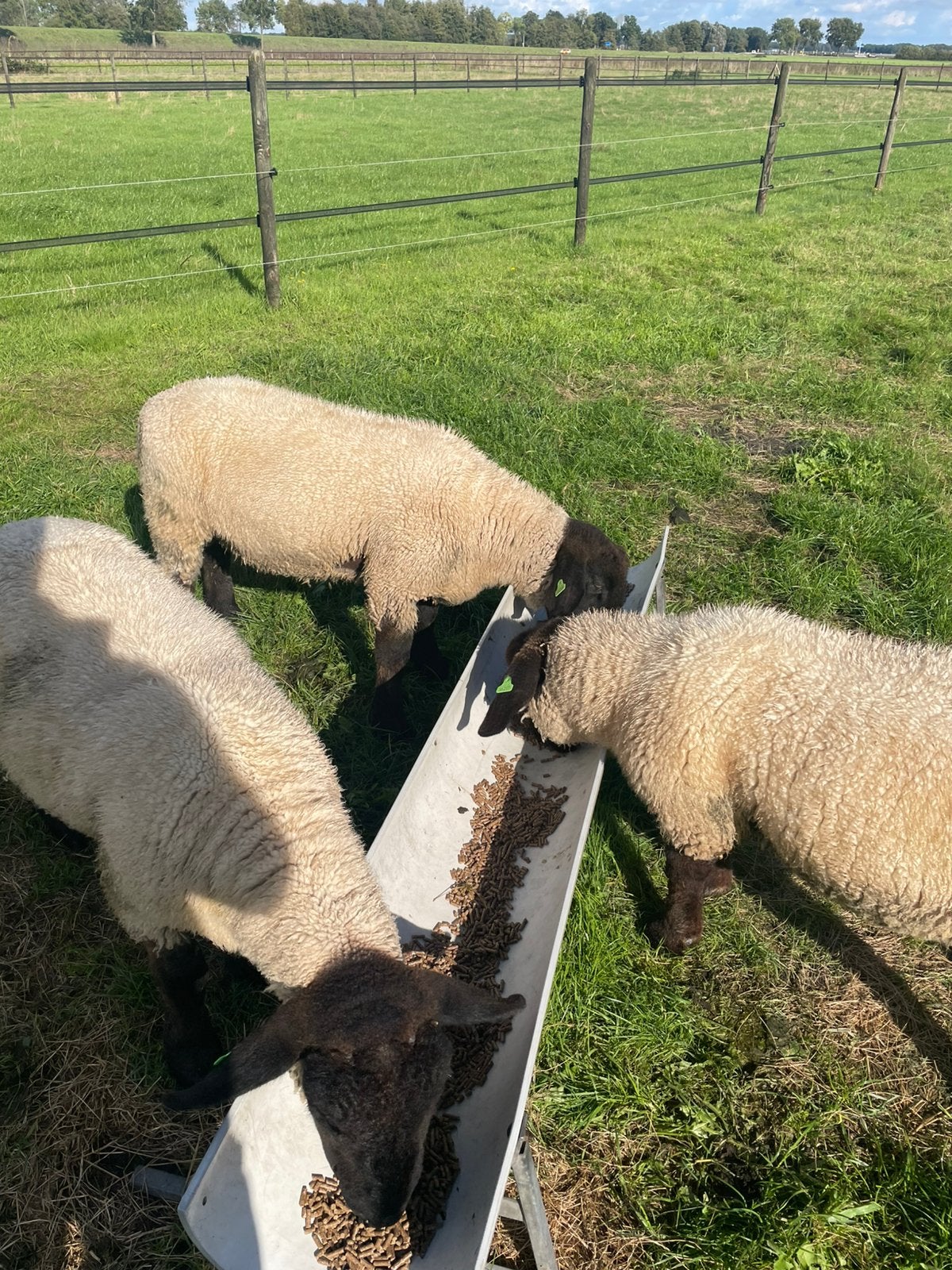 Suffolk ram lammeren, Dieren en Toebehoren, Mannelijk, Schaap