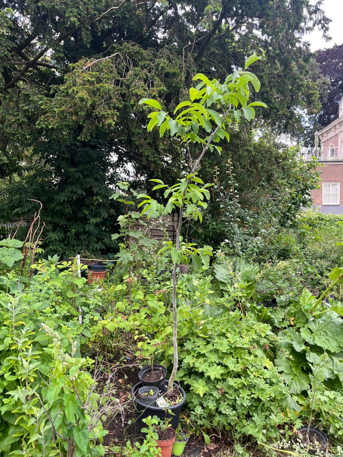Walnotenboom 1 meter 80, Tuin en Terras, Planten | Bomen, Overige soorten, 100 tot 250 cm, Volle zon, Ophalen