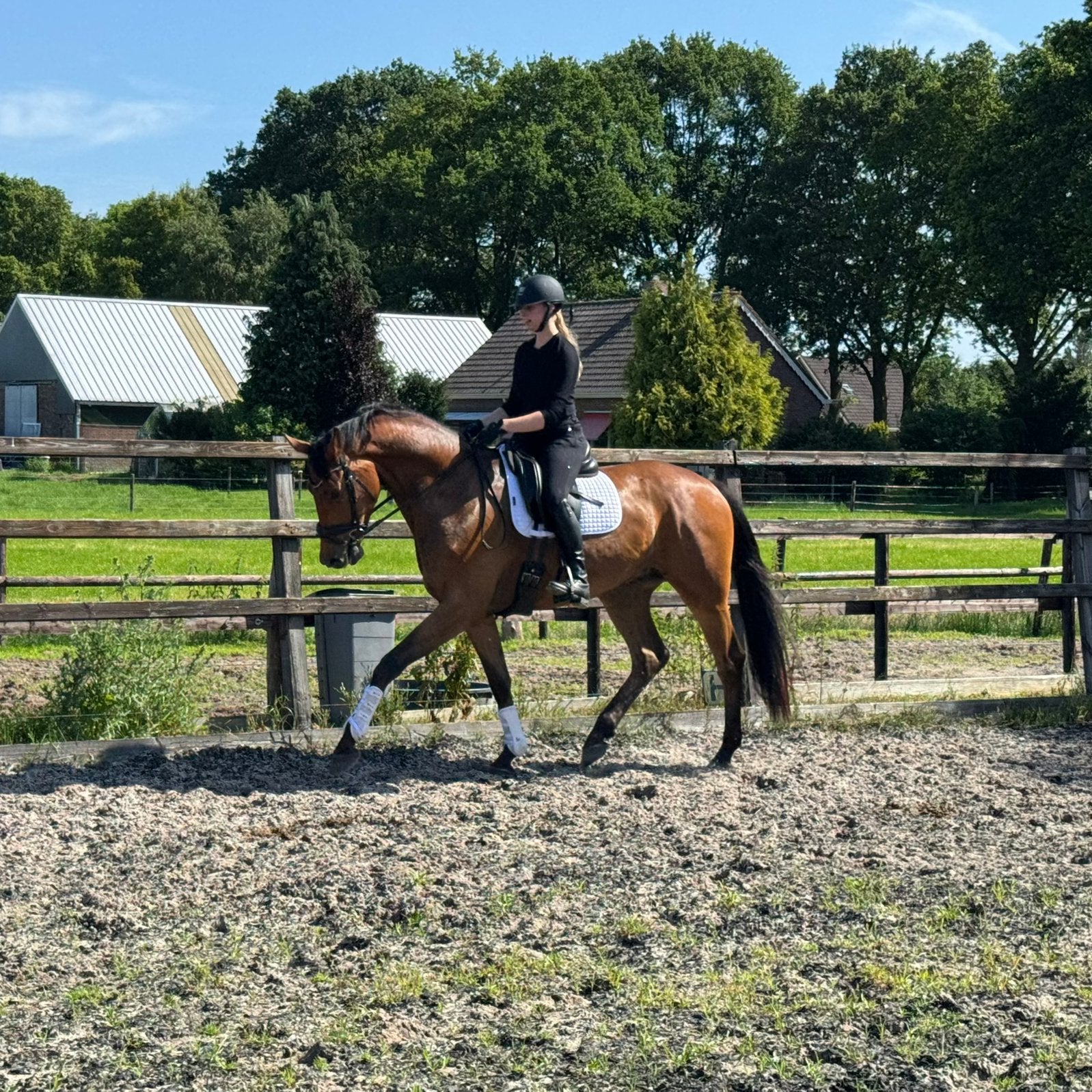Talentvolle 4-jarige ruin (Filou x Hemmingway), Ruin, Dressuurpaard, Met stamboom, B