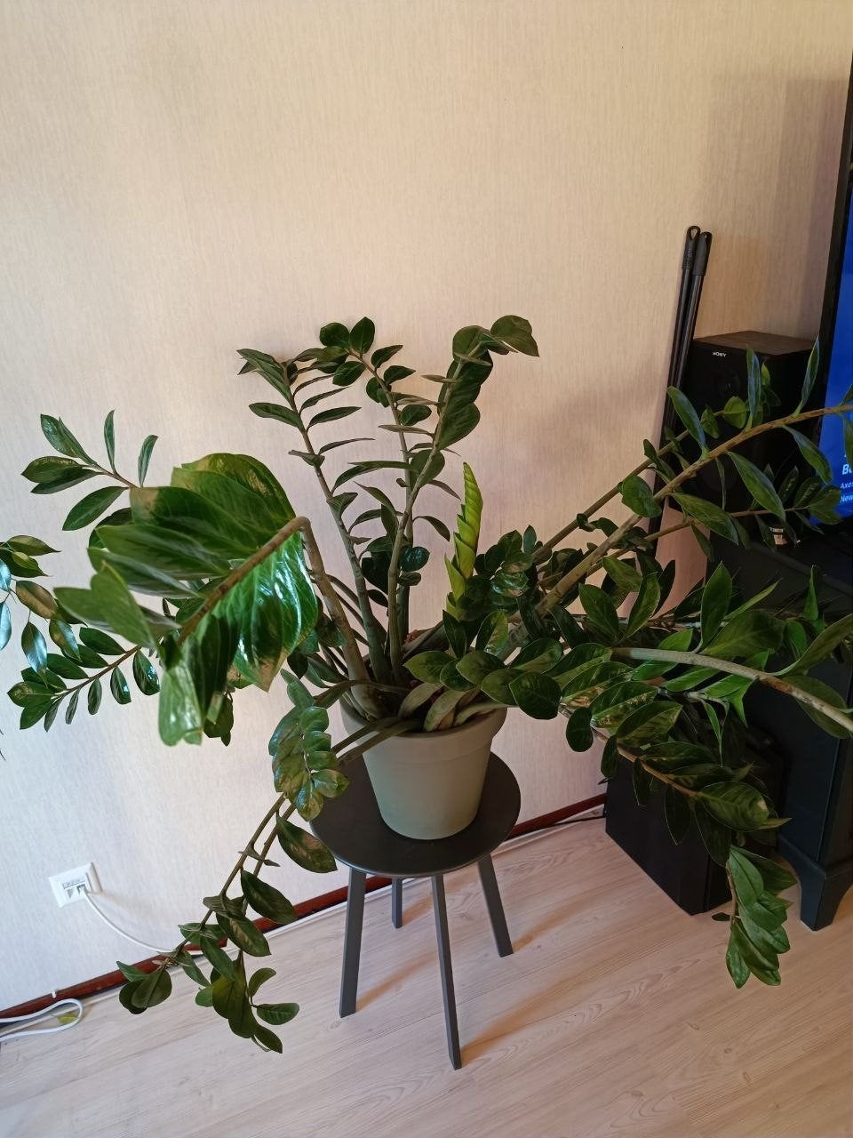 Grote Zamioculcas Zamiifolia (ZZ-plant) in pot - 90 cm, Huis en Inrichting, Kamerplanten, Ophalen, Ficus, Halfschaduw, In pot