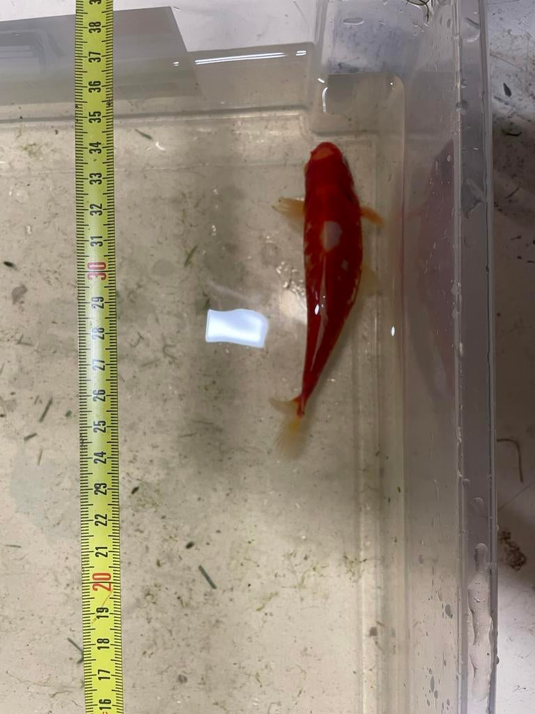 kohaku type Kawarimono koi - 15 cm, Karper of Koi