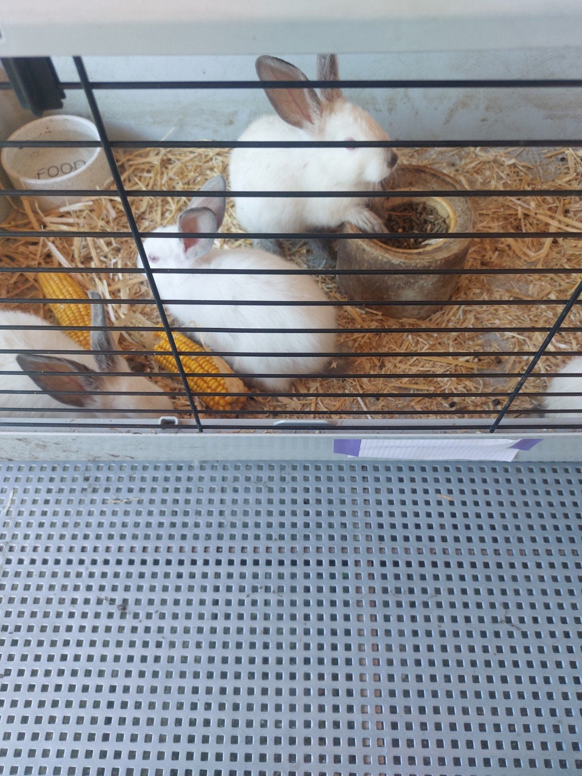 Te koop 1 californier konijn ram te koop, Dieren en Toebehoren, Konijnen, Meerdere dieren, Groot, 0 tot 2 jaar