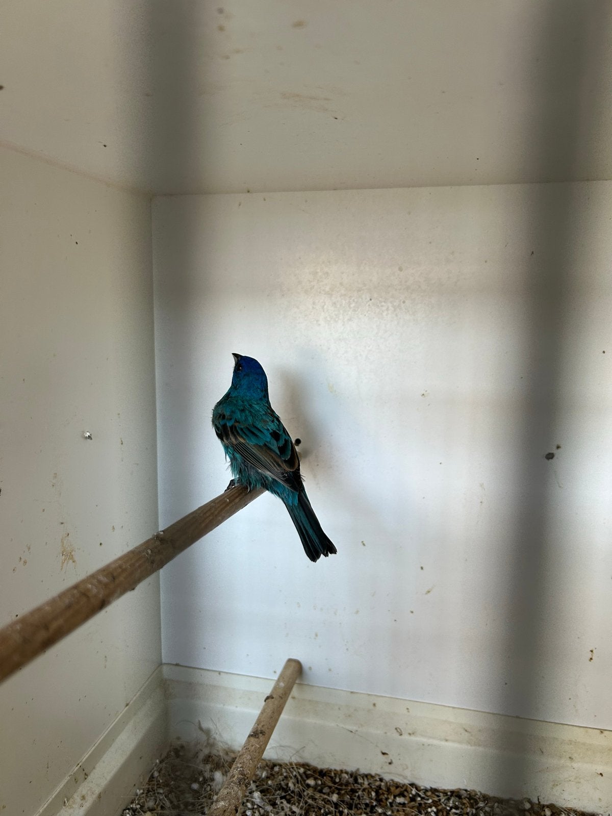 Te koop, Dieren en Toebehoren, Mannelijk