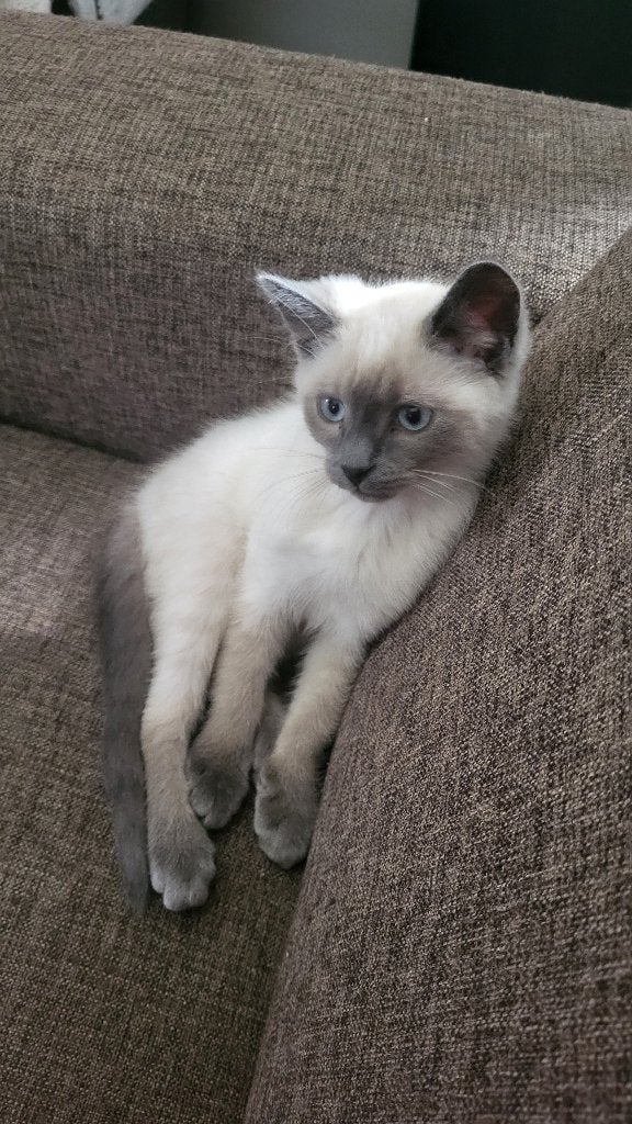 Kater te koop, Dieren en Toebehoren, Katten en Kittens | Raskatten | Korthaar, Kater, 0 tot 2 jaar, Gechipt, Ontwormd, Ingeënt