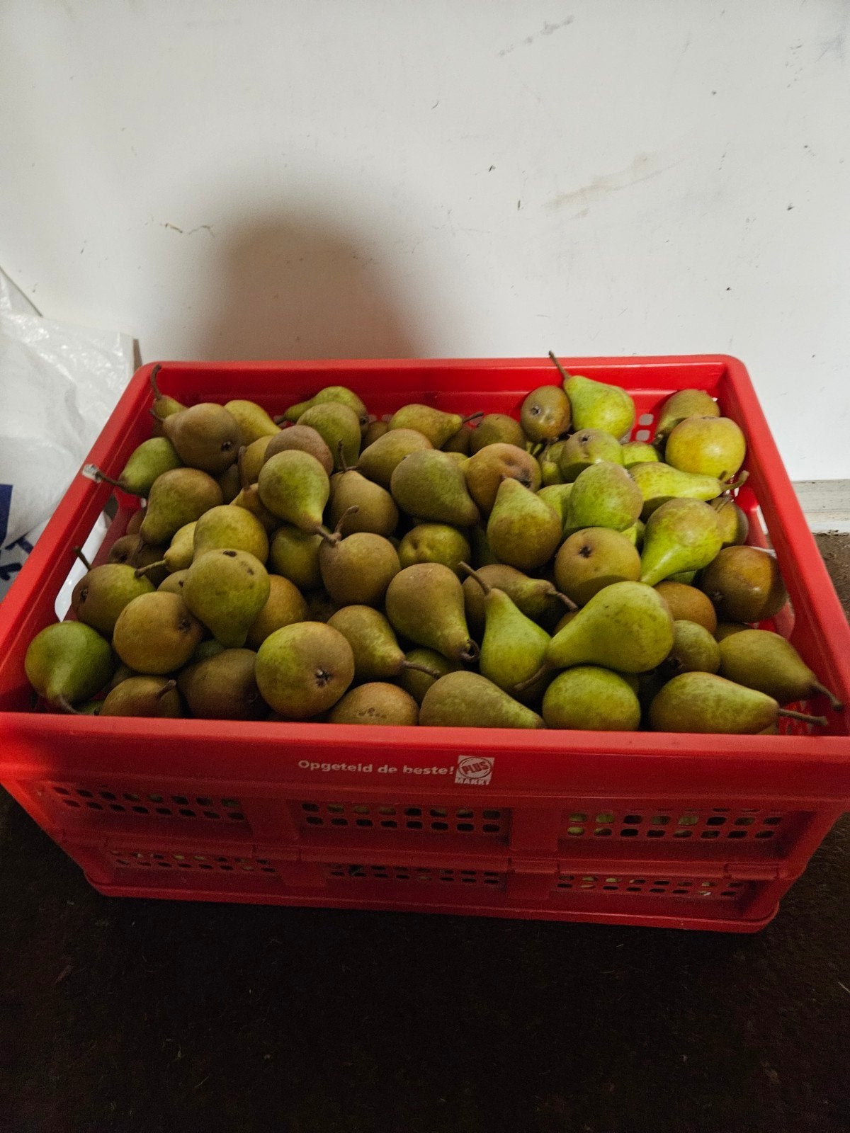 onbespoten gieser wildeman peren, Tuin en Terras, Ophalen, Minder dan 100 cm, Overige soorten, Zomer
