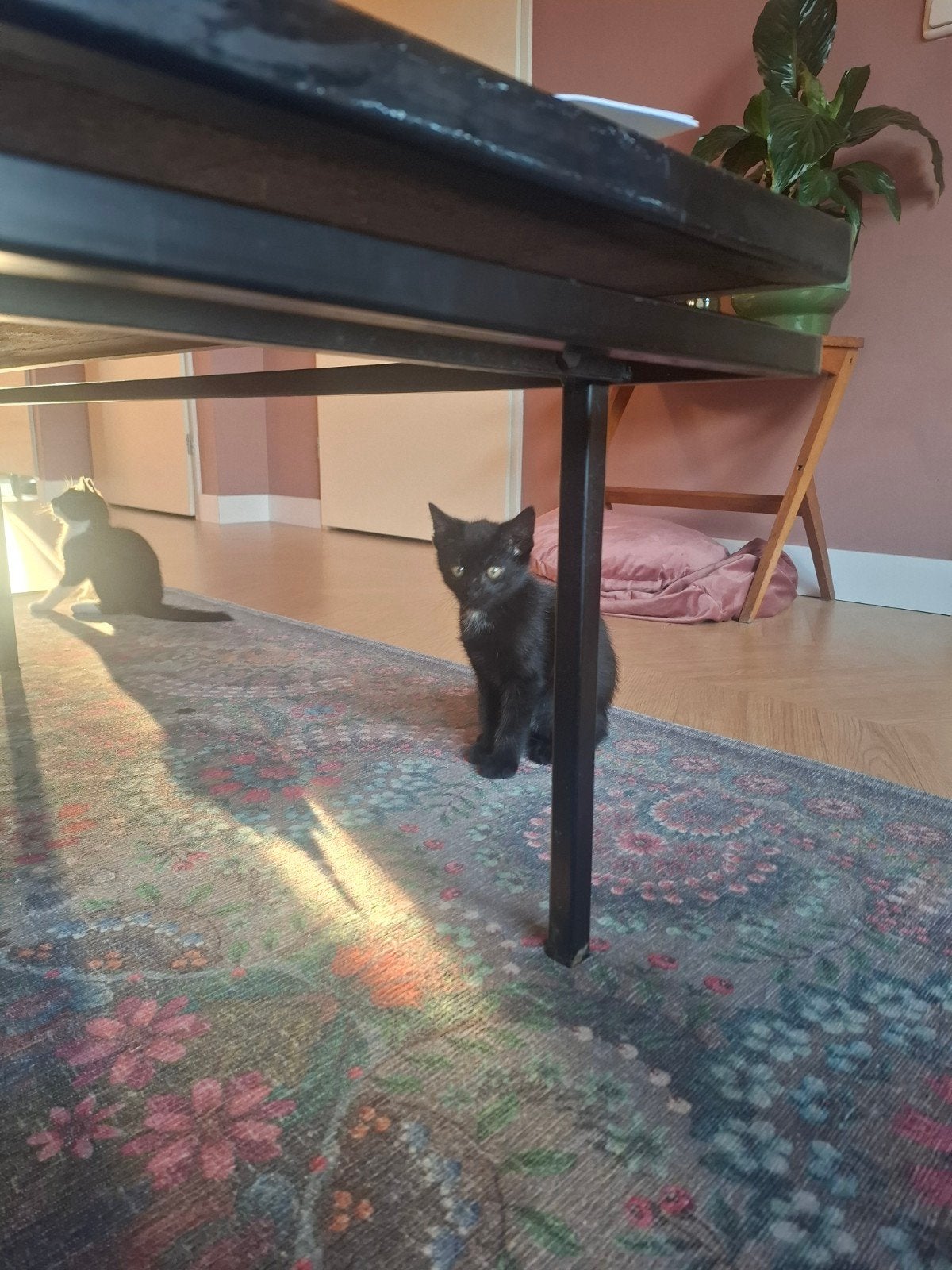 Kittens (katertjes), Dieren en Toebehoren, Katten en Kittens | Overige Katten, Kater