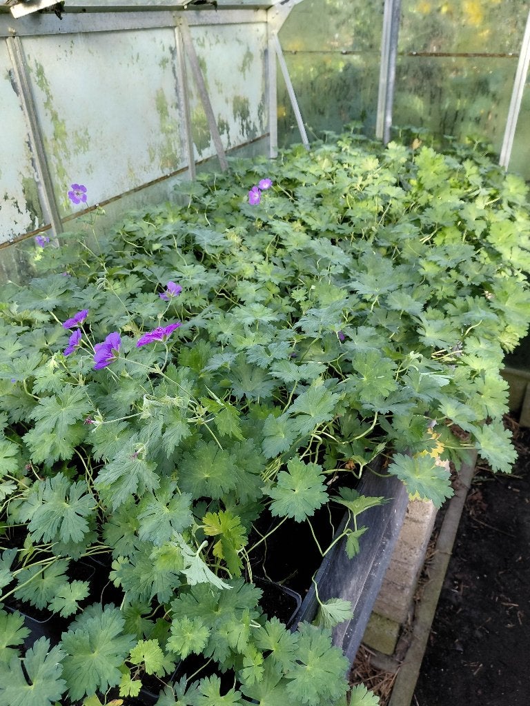 Geranium Rozanne, Tuin en Terras, Ophalen, Bodembedekkers, Volle zon, Vaste plant