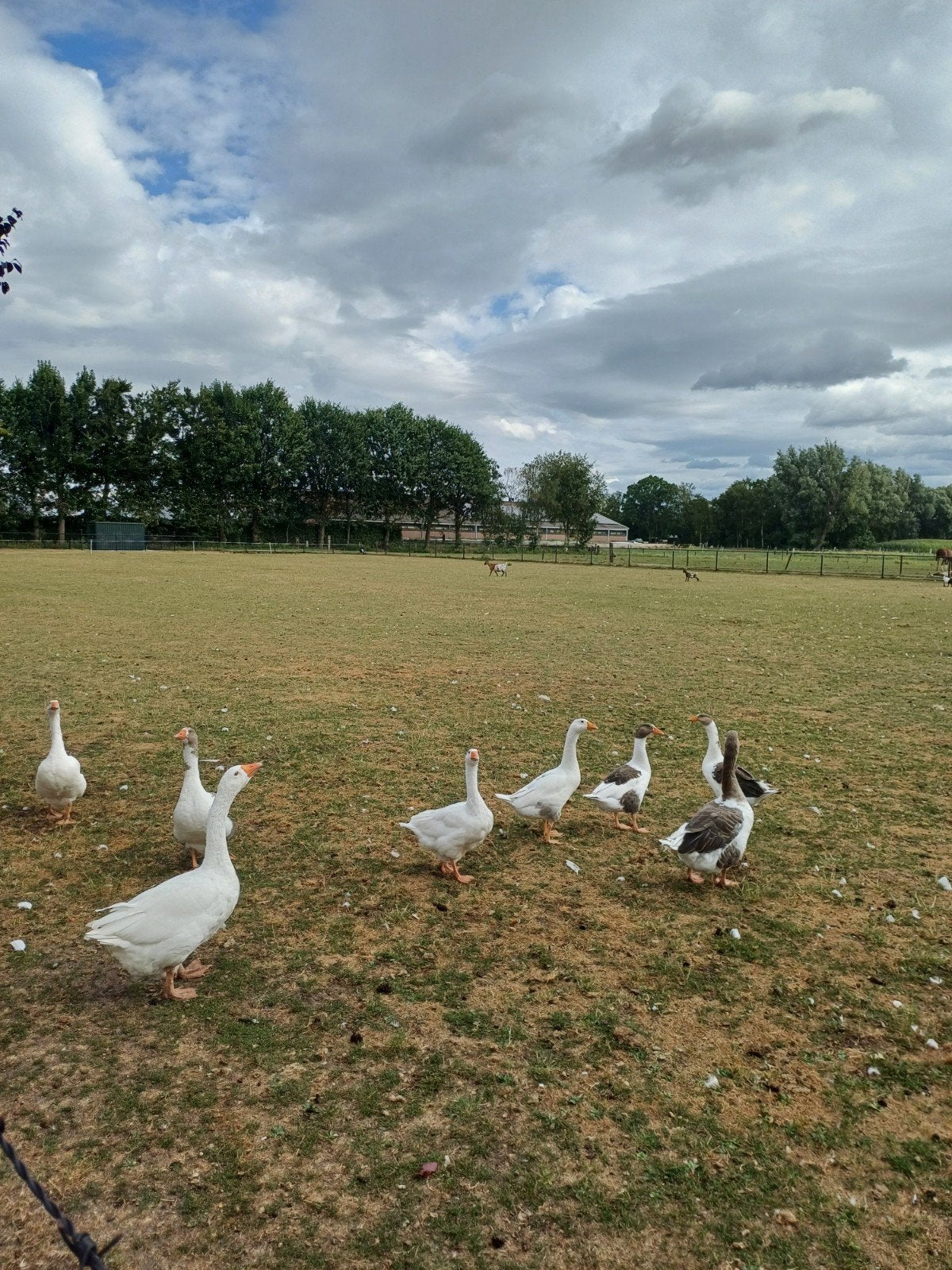 ganzen, Dieren en Toebehoren, Pluimvee, Meerdere dieren, Gans of Zwaan