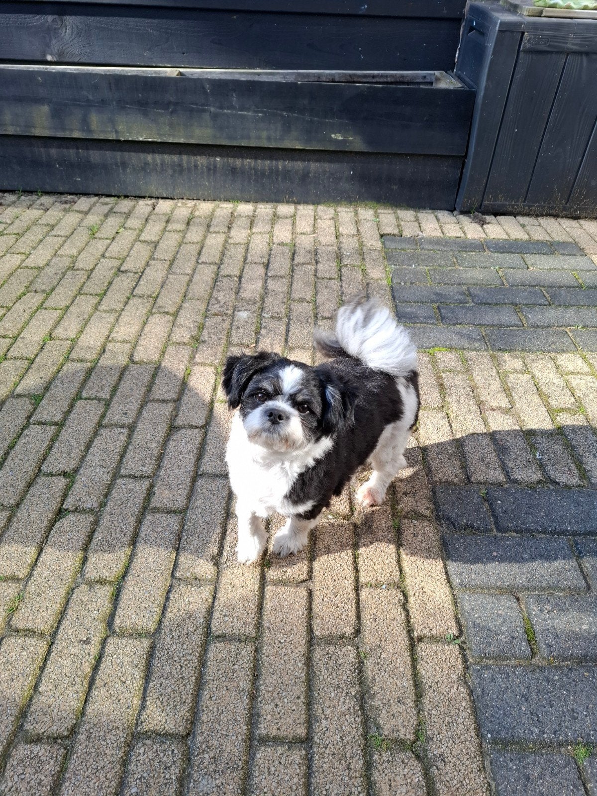 Goed tehuis gezocht voor boomer teefje, Dieren en Toebehoren, Overige rassen, 1 tot 2 jaar, Teef, Eén hond