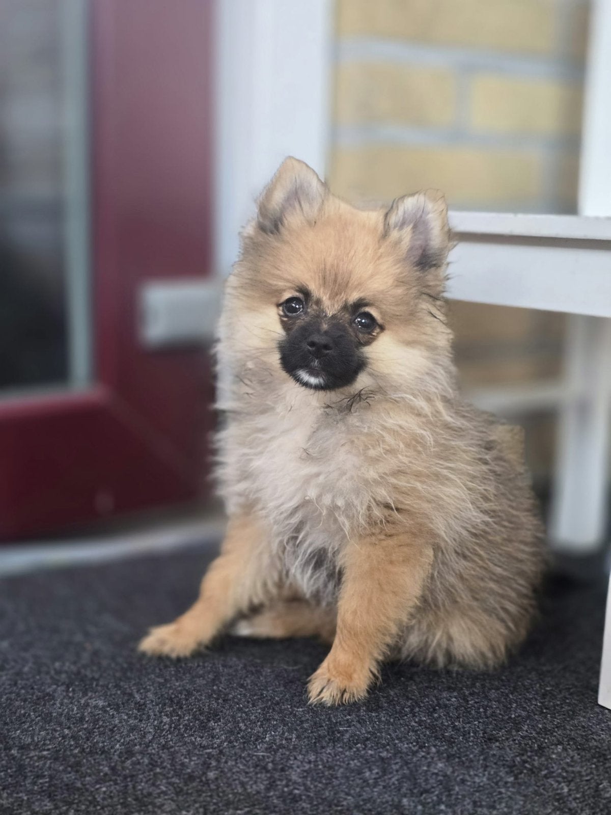 Pomeriaan teefje 20 weken, 15 weken tot 1 jaar, Overige rassen, Teef, Eén hond