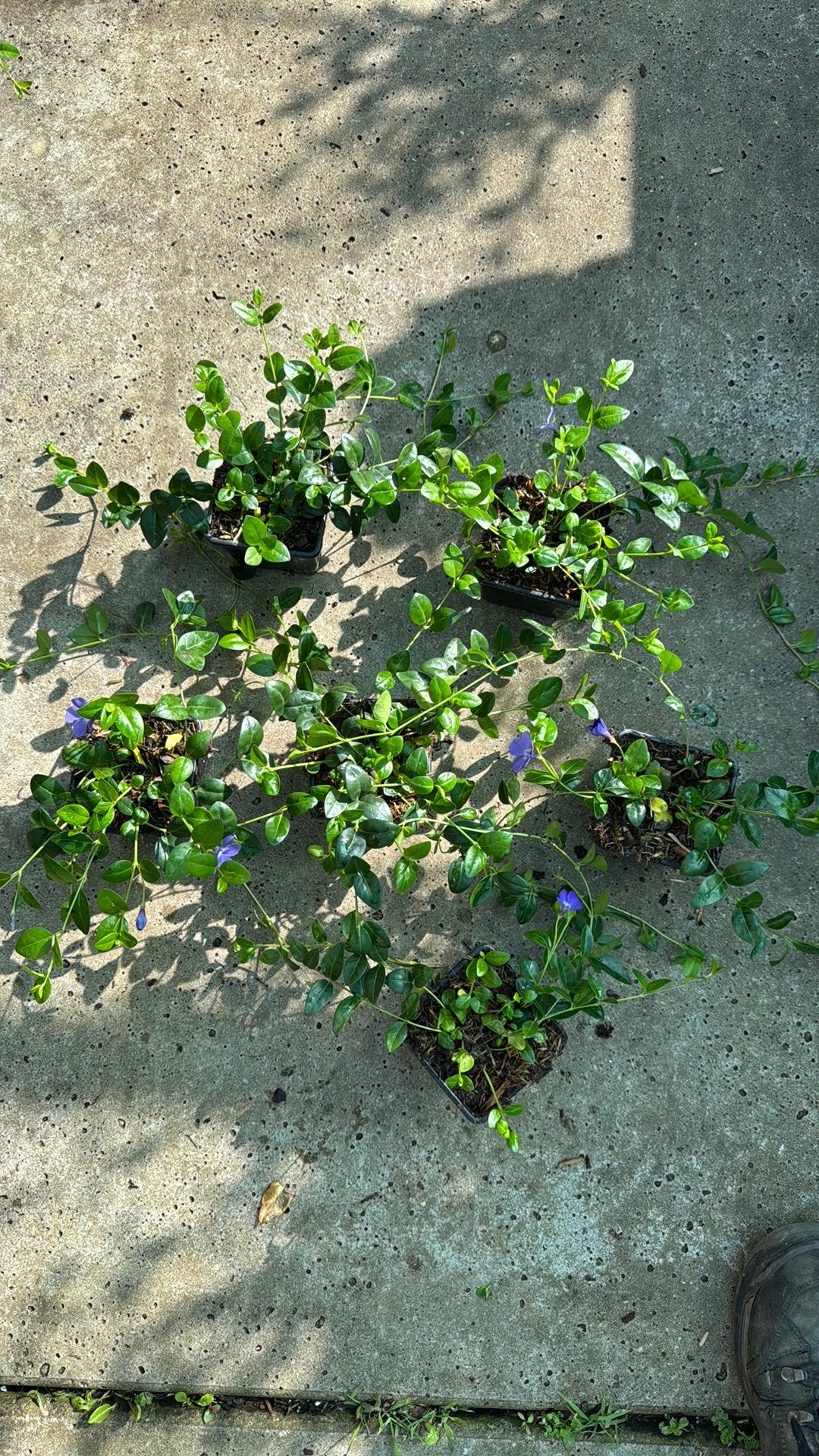 Witte en blauwe Vinca planten, Ophalen, Bodembedekkers, Vaste plant, Halfschaduw