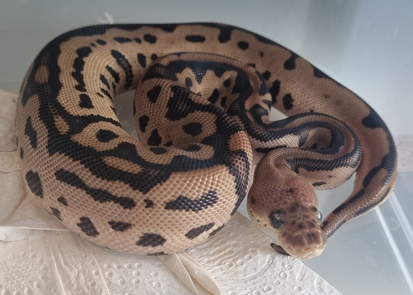 0.1 black pastel batman (od) koningspython Ball Python - female for sale from Rocking Reptiles