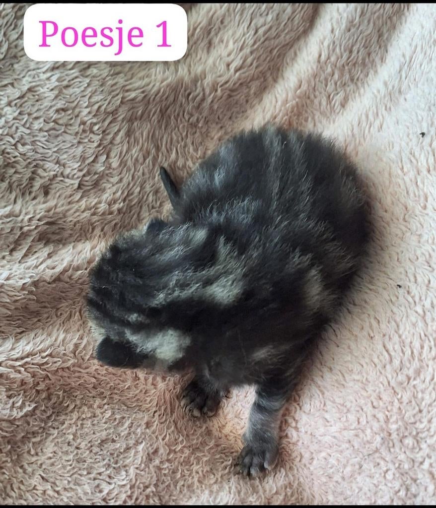 Nog 3 kittens(meisjes) ragdoll, Meerdere dieren, 0 tot 2 jaar