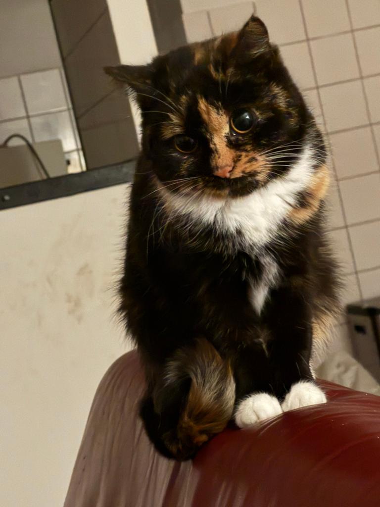 2 lieve poezen, Dieren en Toebehoren, Katten en Kittens | Dekkaters, 3 tot 5 jaar