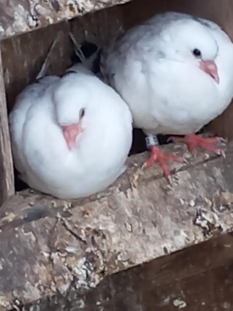 Haagse til duiven lokkers, Meerdere dieren, Kropper