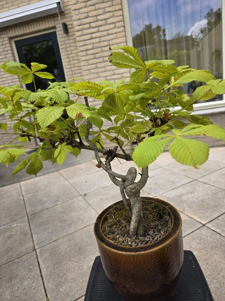 Bonsai Paardenkastanje in pot, Overige soorten, Lente, Minder dan 100 cm, Ophalen