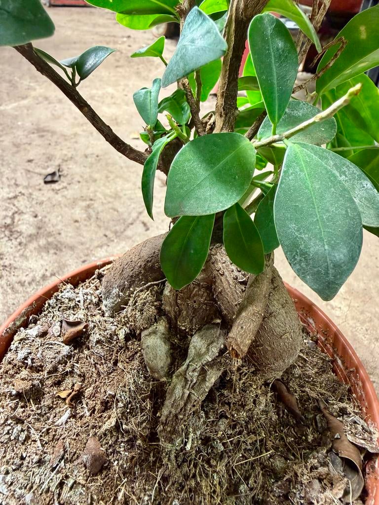 Ficus Ginseng, Huis en Inrichting, Kamerplanten, Ficus, In pot, Minder dan 100 cm, Groene kamerplant