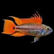 apistogramma cacatuoides tripple oranje €12,50, Dieren en Toebehoren, Vissen | Aquariumvissen, Vis, Zoetwatervis