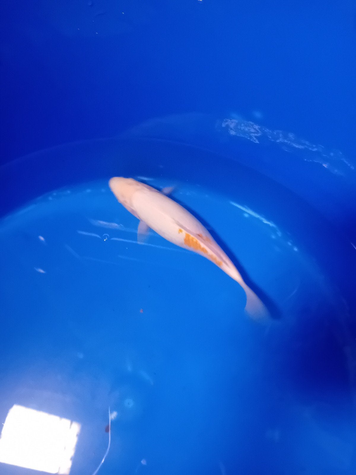 mooie koi