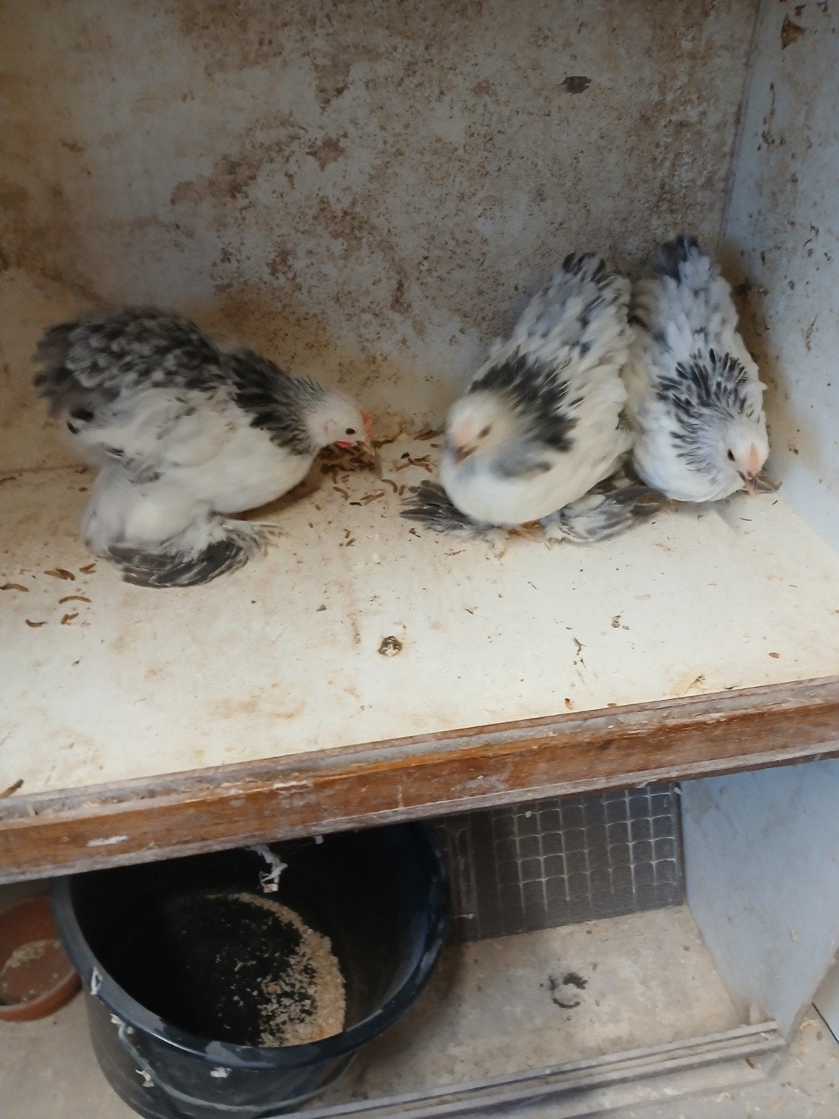Te koop trio's cochin krielen, Meerdere dieren, Kip