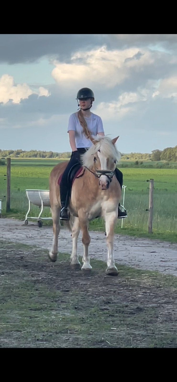 bijrijdpaard gezocht, Dieren en Toebehoren, Ophalen
