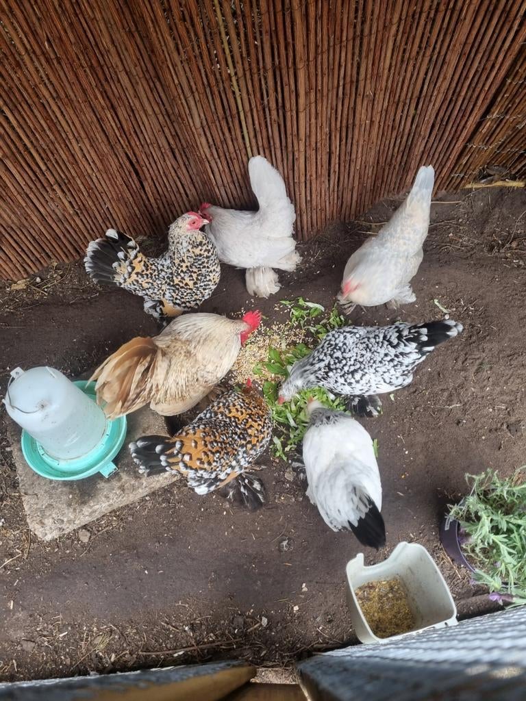 Broedeieren sabelpootkriel, Dieren en Toebehoren, Pluimvee, Geslacht onbekend, Kip