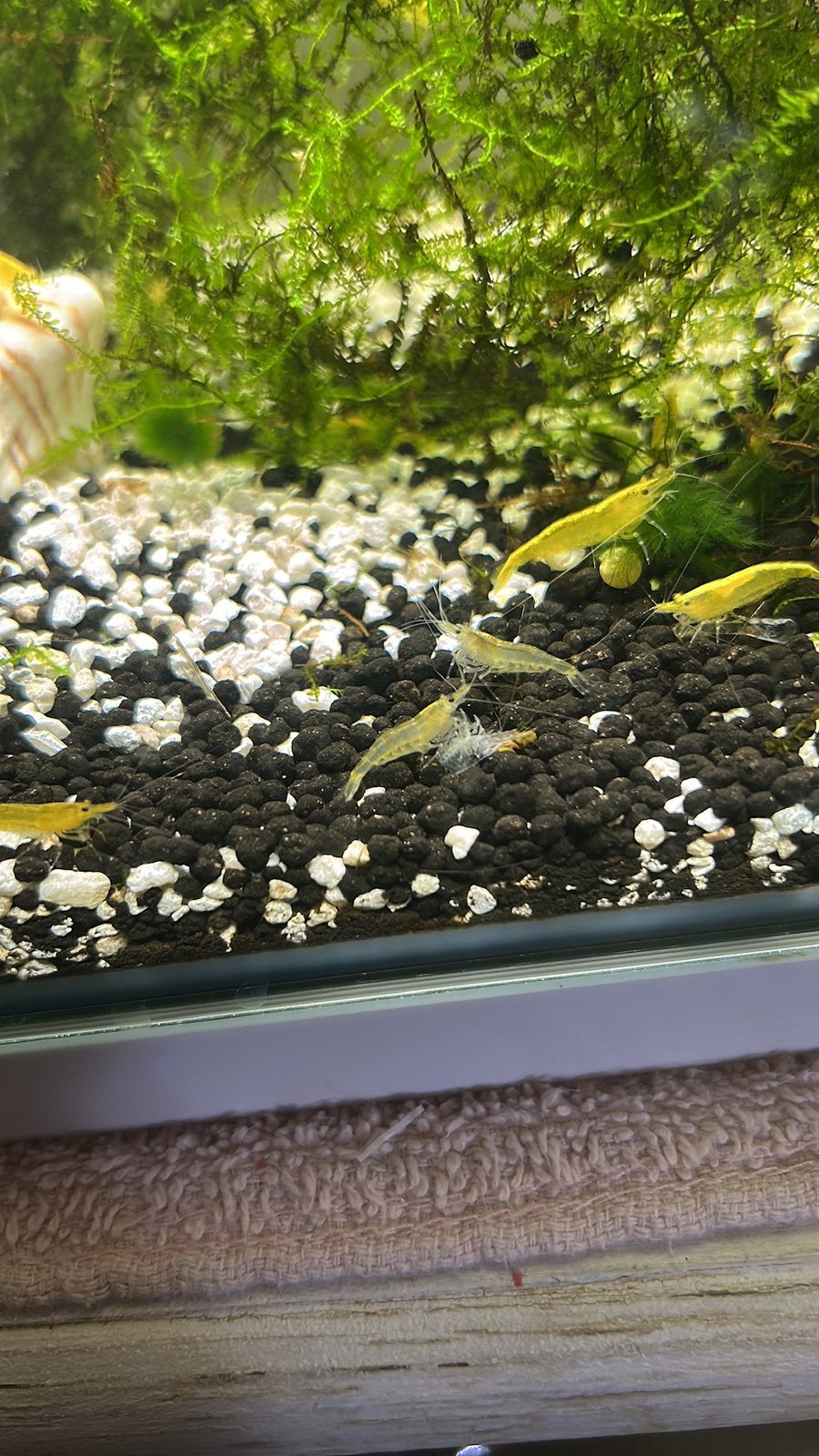 Mooie gele garnalen op kraanwater, Dieren en Toebehoren, Vissen | Aquariumvissen, Kreeft, Krab of Garnaal