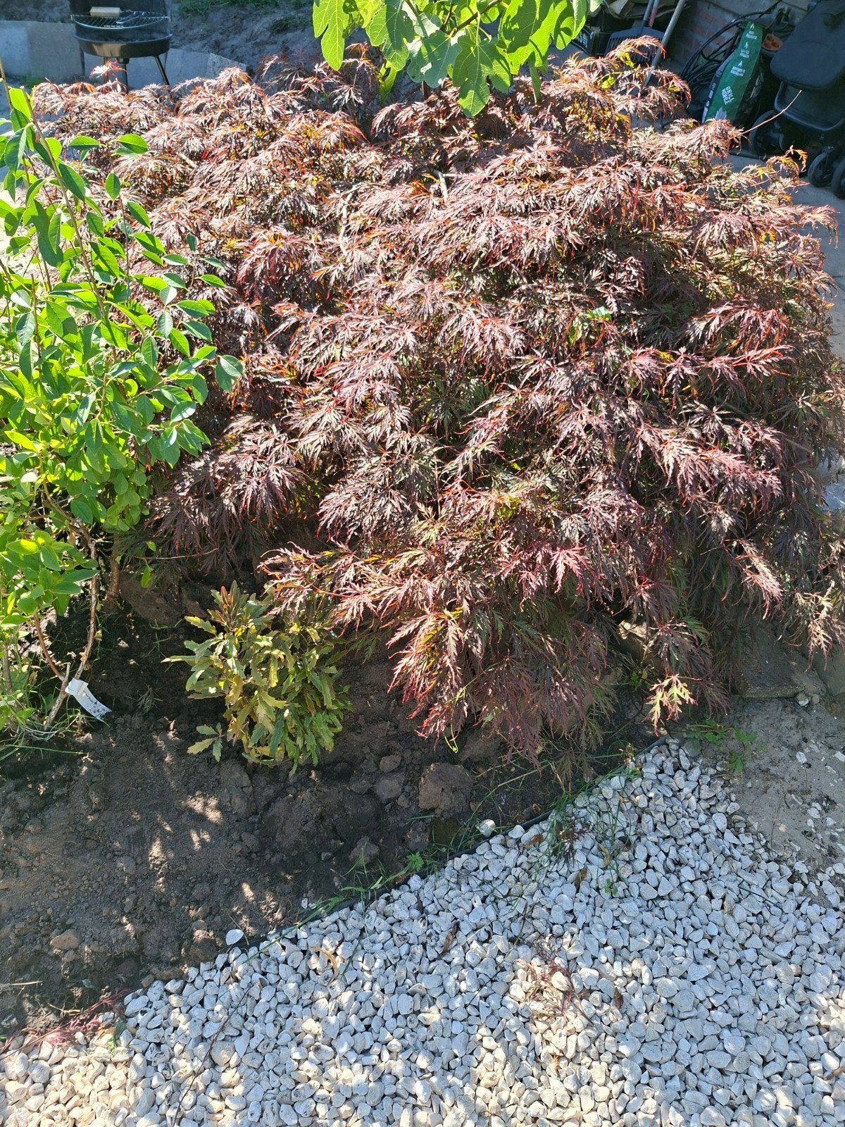 Hele nette japanse esdoorn, Tuin en Terras, Vaste plant, Bloeit niet, Halfschaduw, Ophalen