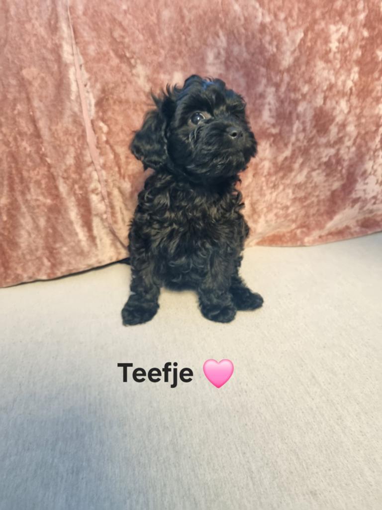 Cavapoo pups, Dieren en Toebehoren, 8 tot 15 weken, Parvo, Meerdere, Meerdere dieren