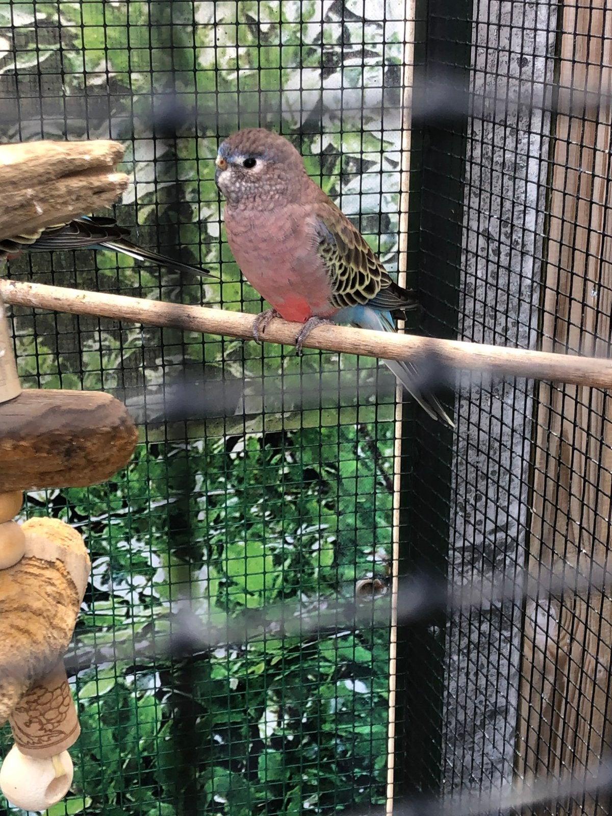 Te koop een prachtige bourke man geringd, Dieren en Toebehoren, Mannelijk, Parkiet, Geringd