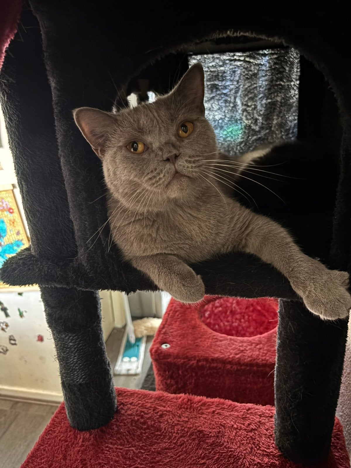Super lieve brits korthaar poes, Poes, Gechipt, 0 tot 2 jaar