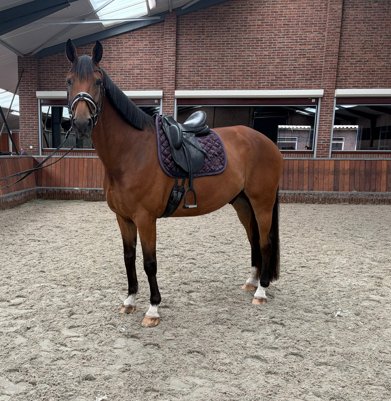 Hele mooie en lieve ruin te koop, Dieren en Toebehoren, Paarden, ZZ, Met stamboom, Ruin, Dressuurpaard