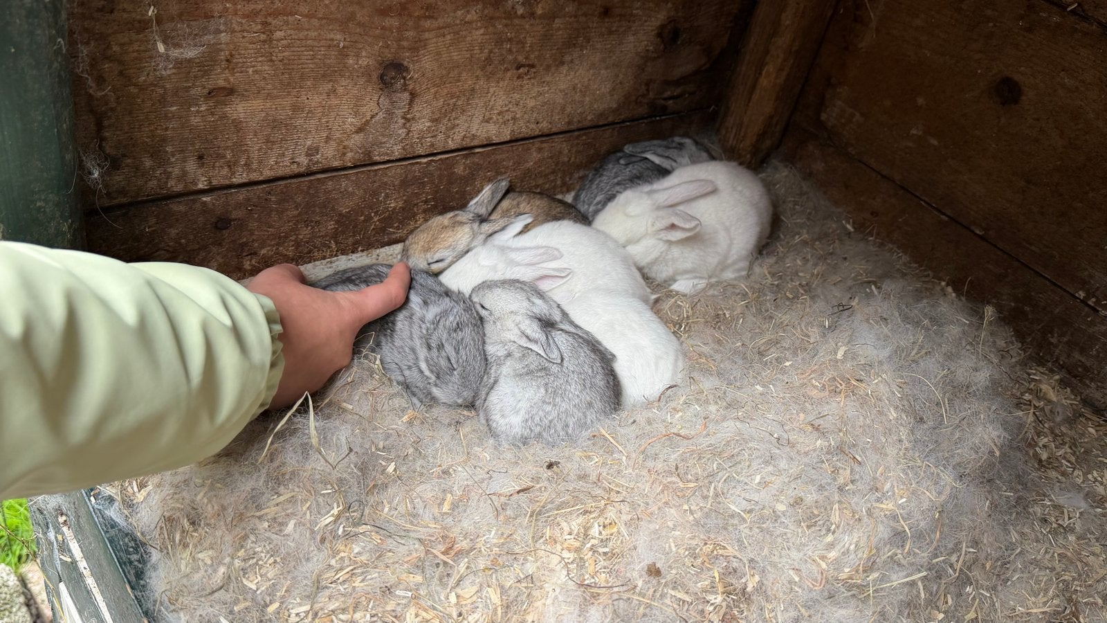 Raszuivere baby vlaamse reuzen, Dieren en Toebehoren, Meerdere dieren, Groot, 0 tot 2 jaar