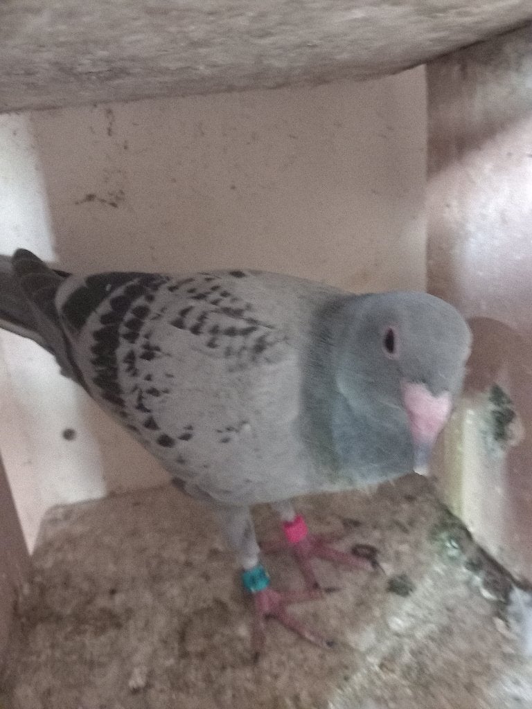 postduiven, Dieren en Toebehoren, Meerdere dieren, Postduif