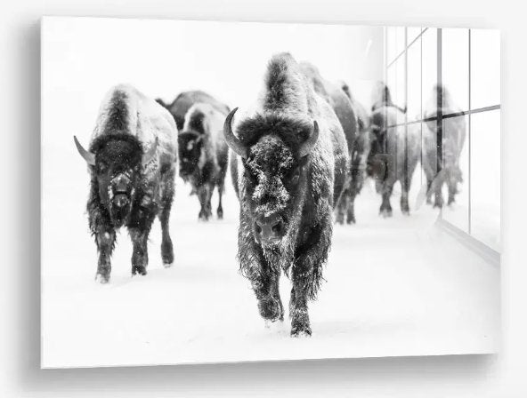 Glasschilderij Through the Snow 80x120 met lijst, Ophangklaar, Glas, Ophalen of Verzenden, Dieren