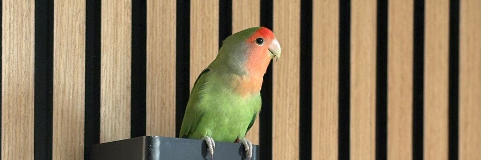 Een gratis/goedkope mannetjes agapornis GEZOCHT, Mannelijk, Tropenvogel, Tam
