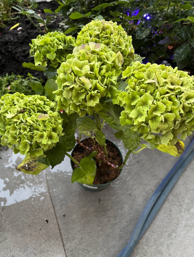 HYDRANGEA MACROPHYLLA 'MAGICAL FOUR SEASONS', Tuin en Terras, Vaste plant, Halfschaduw, Zomer, Ophalen