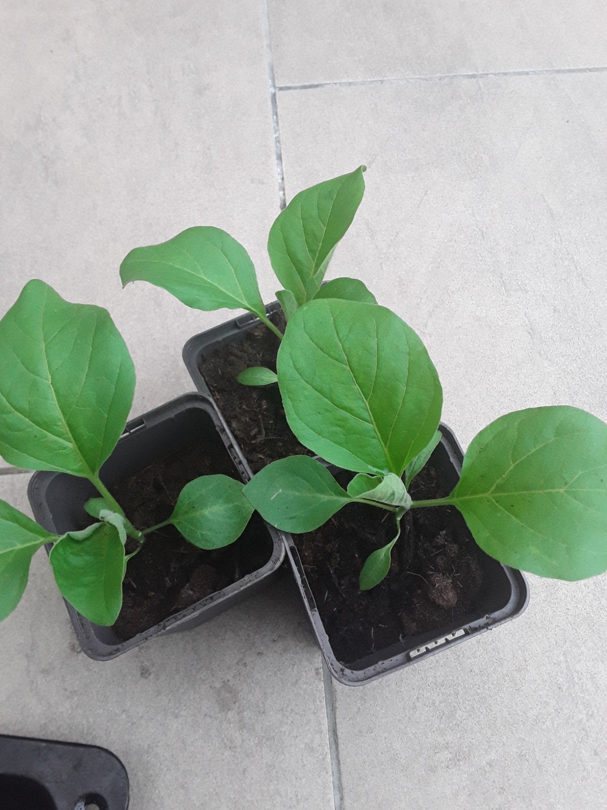 Aubergine plantjes plantjes moestuinplantjes stekjes, Tuin en Terras, Planten | Tuinplanten, Ophalen, Eenjarig, Groenteplanten