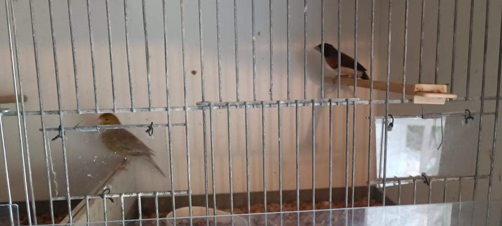 Timbrado pop geringd 2025, Dieren en Toebehoren, Vogels | Kanaries, Vrouwelijk, Kleurkanarie